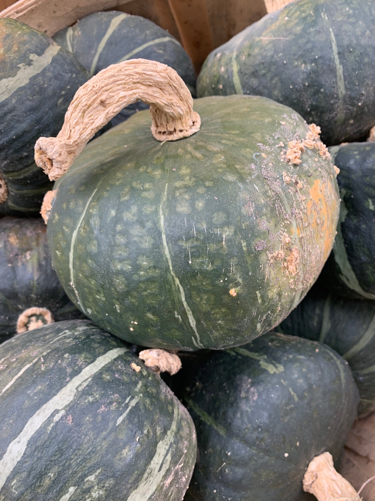 Buttercup squash small