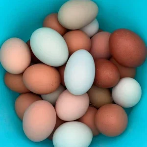 Farm Fresh Eggs