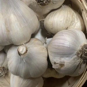 Garlic
