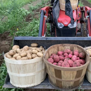 Potatoes white and red