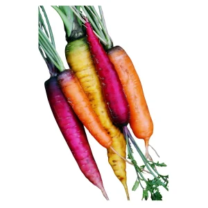 Carrots coloured