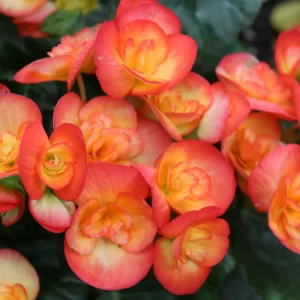 Begonia