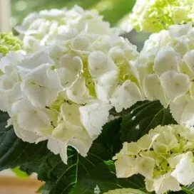 Hydrangea